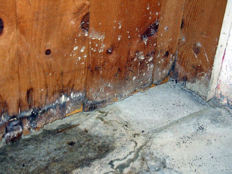 Steps to Follow During Mold Removal in Wood