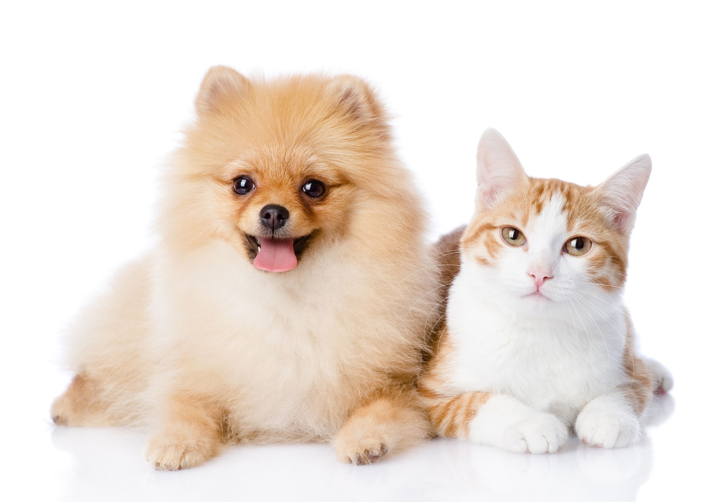 Rely on Professional Dog Grooming in Omaha, NE For Your Furry Friend