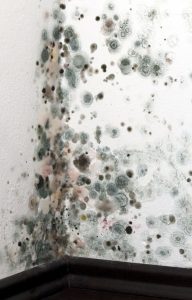 Professionally Eliminating the Hazards of Mold with the Services of Mold Damage Restoration in Fountain CO