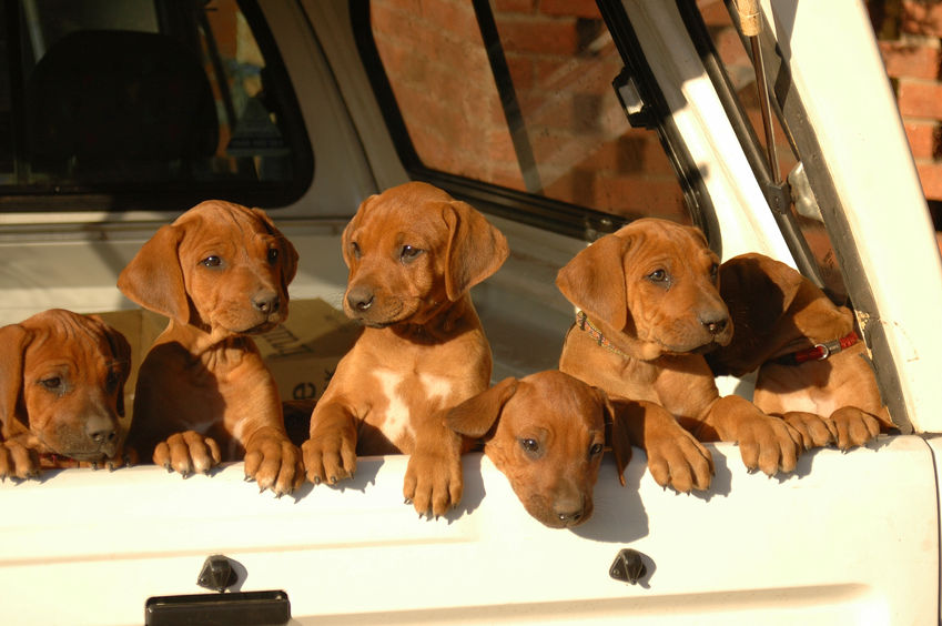 Reasons to Enrol an Unruly Pup in Dog Boot Camp in Chicago