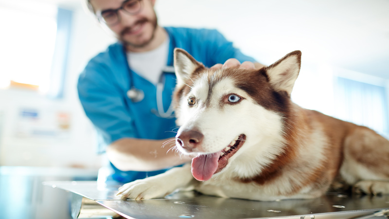 Professional Dog Care Services in Fort Collins Help Your Pets Look Better and Feel Better