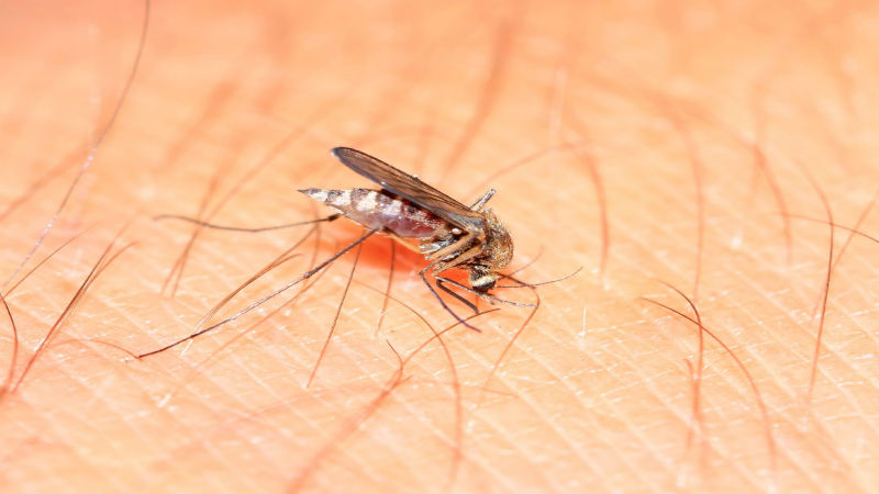 Get Rid of the Pests with Mosquito Treatment in Greenville, SC