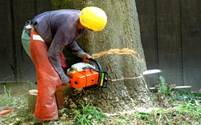 Tree Removal in Olathe KS: The DOs and the DON’Ts