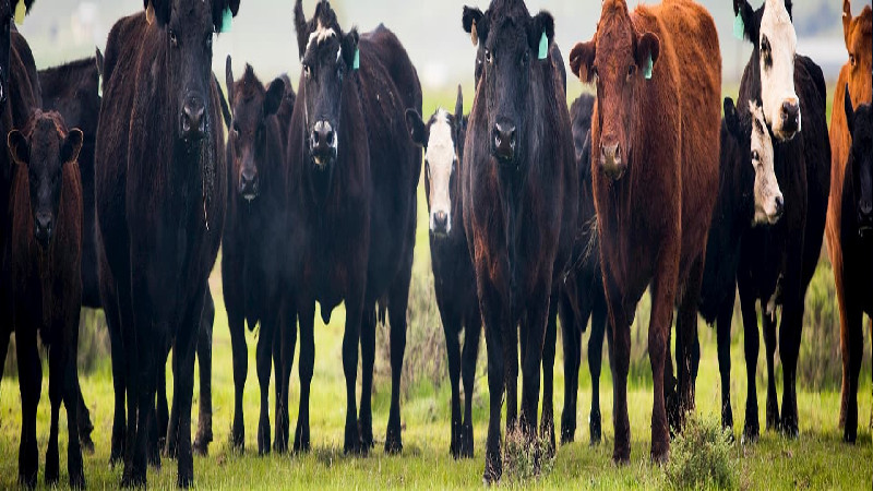 Benefits of Beef Creep Feed in Seneca, KS