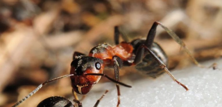 Keeping Your Home Pest-Free, One Treatment at a Time – Effective Ant Control in Roseville, CA