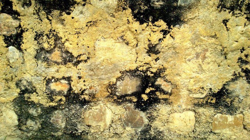 Stopping the Spread of Mold Before You Need Mold Removal in Austin