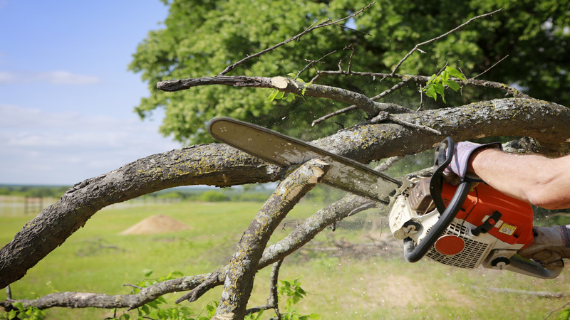 Expert Stump Grinding in Peachtree City, GA, is Easy to Find and Affordable