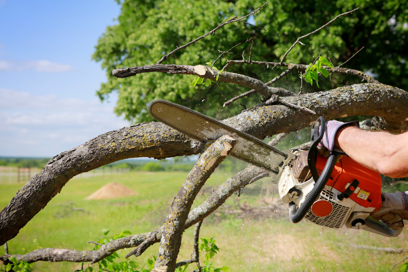 Hiring a Tree Surgeon in Newnan, GA