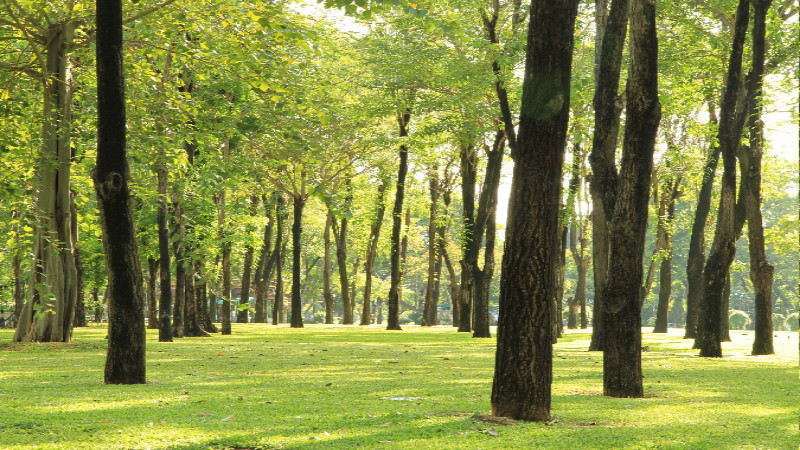 Give The Trees On Your Property The Attention They Deserve With Tree Trimming In New Port Richey FL