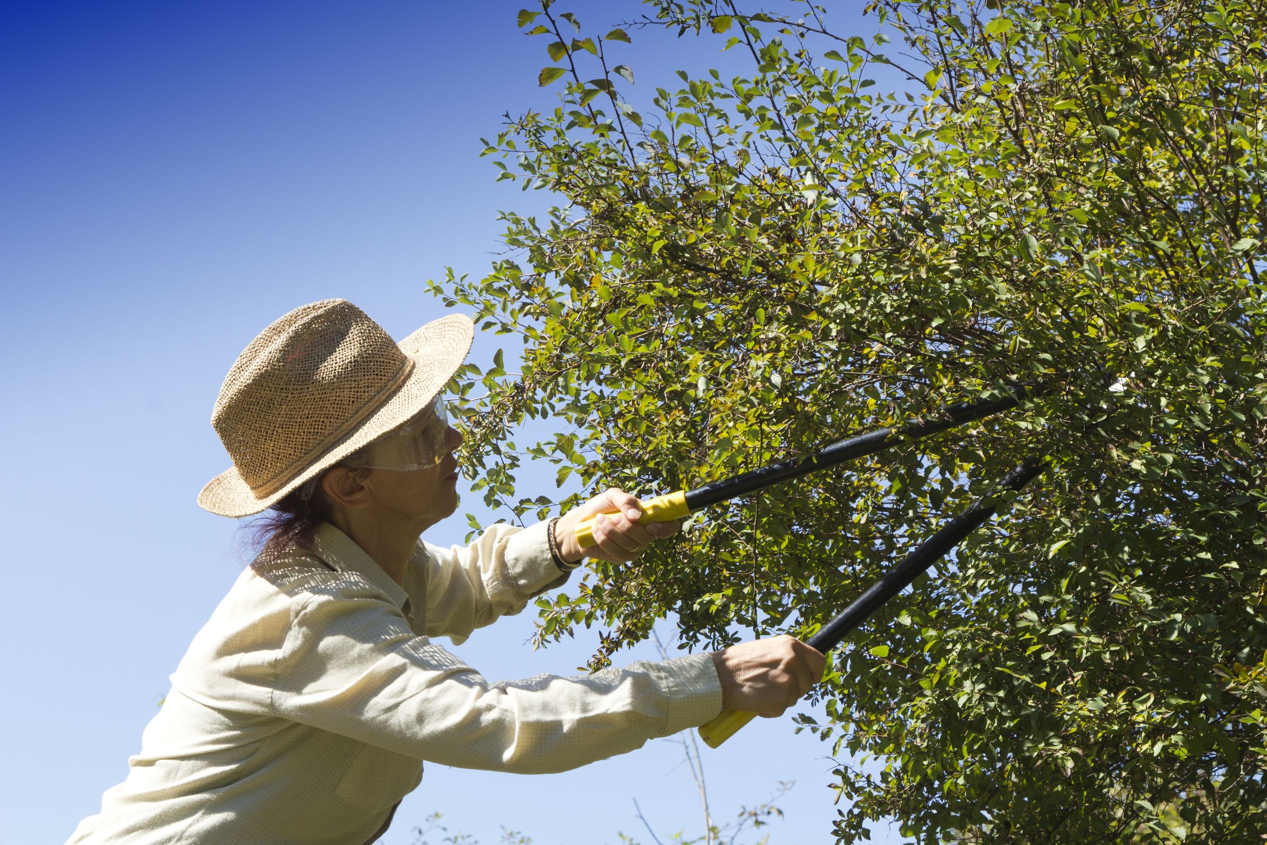 Out On A Limb Tree Service: Professional Residential Tree Trimming in Greenville, SC