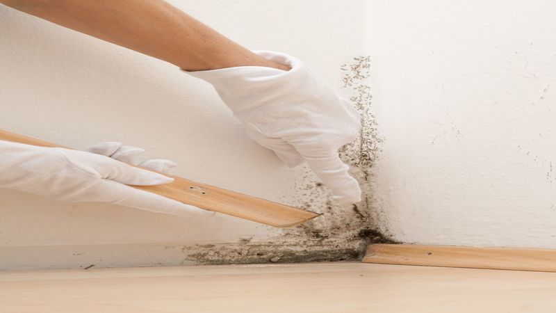 Professional Mold Removal in Houston