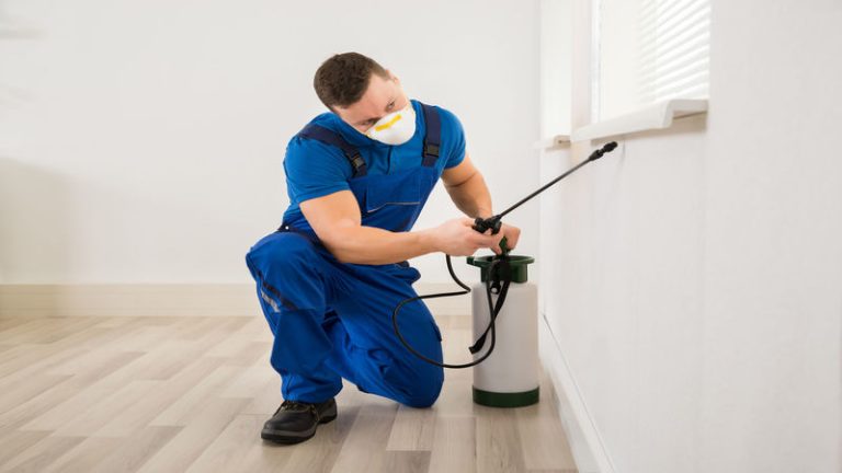 Signs That You Need Pest Control Services in Peachtree City, GA