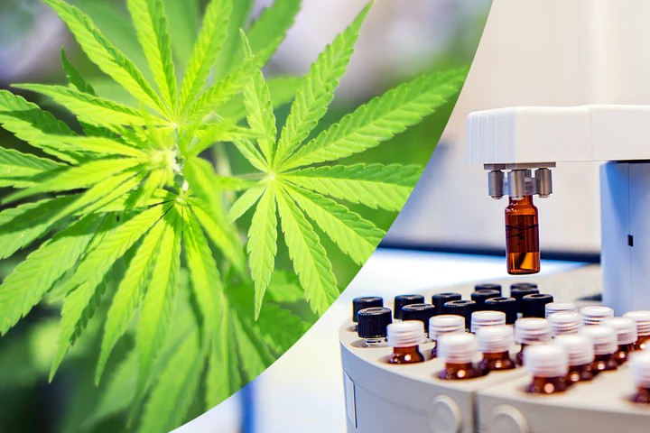 Lab Tested CBD Products for HealthCare Solutions at Cannacea