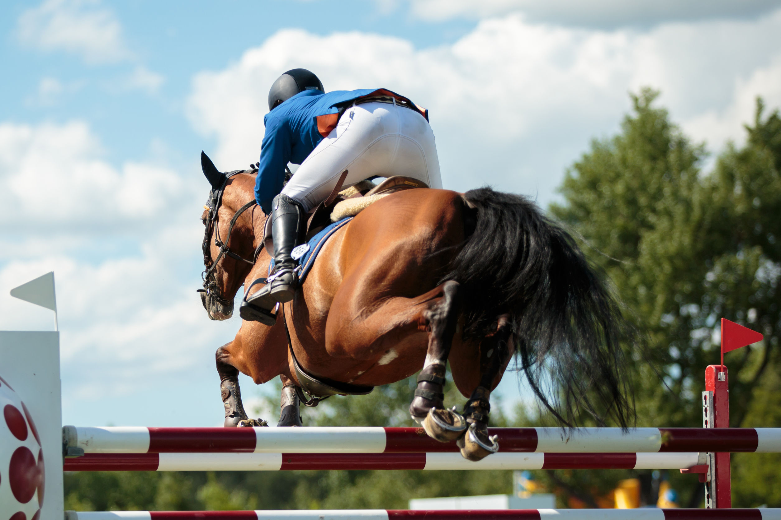 Overcome Challenges with Horse Training Schools Online