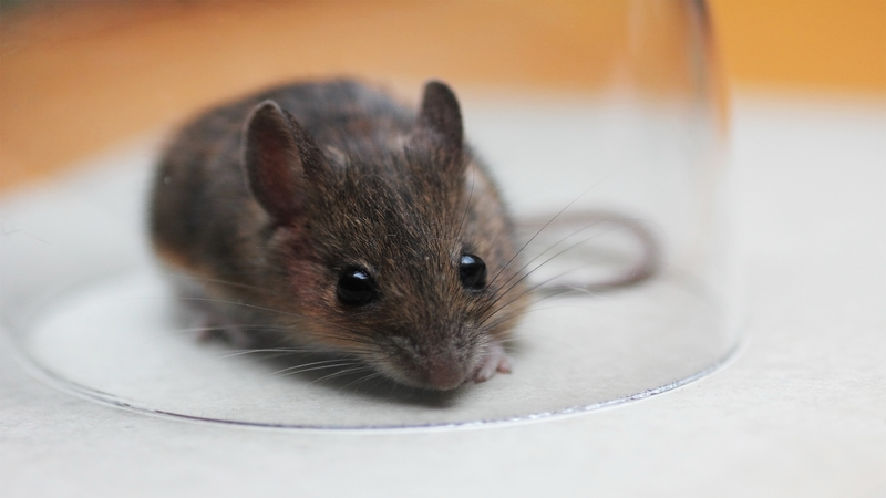 Say Goodbye to Rodent Infestations With These Early Detection Tips