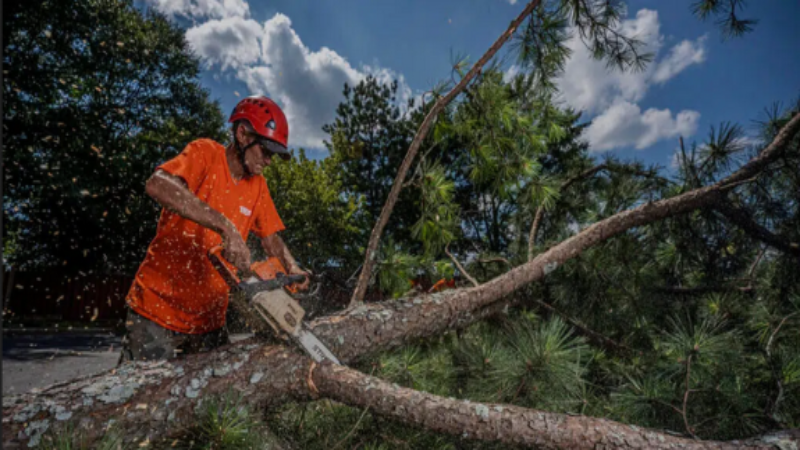 Keep Your Yard Looking Its Best with Essential Tree Maintenance in Smyrna, GA