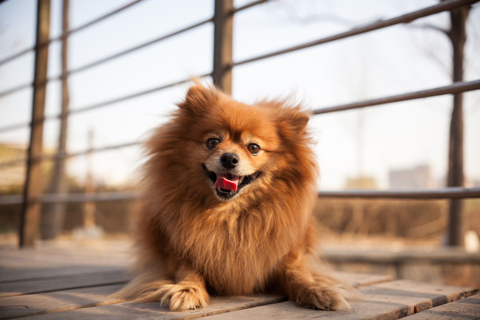 A Full-Service Pet Grooming Facility in Texas Your Pet Will Love