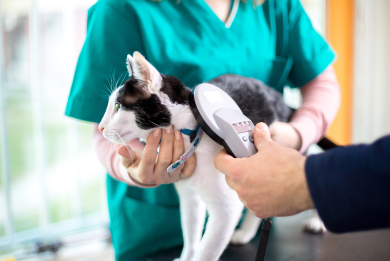 A Top-notch Vet Clinic in Murrieta CA Can Take Care of All Your Pets’ Needs