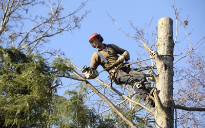 It’s Much Easier to Hire a Local Business to Handle Tree Trimming in Olympia