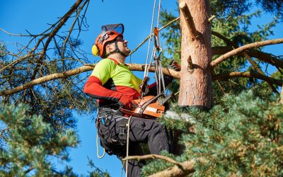 Companies Offering Expert Tree Crane Service in Griffin, GA, Do the Job Right Every Time