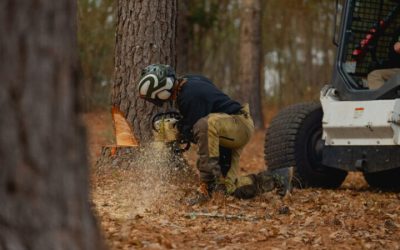 Signs You Need Emergency Tree Services in Griffin, GA