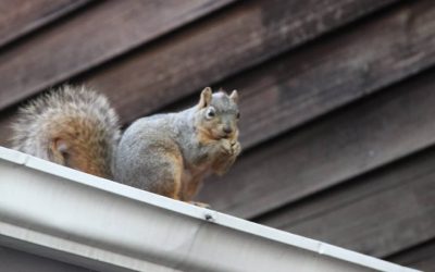 Dealing with Flying Squirrels in Attic in Newnan, GA: What You Need to Know