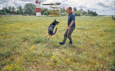 Effective Dog Training in South Bend, IN: Building Stronger Bonds With Your Dog