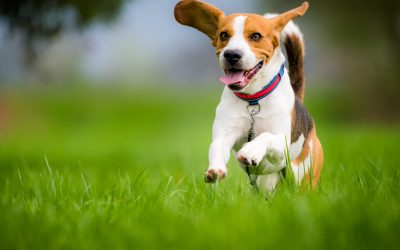 Turn Passion into Profit: Pet Franchise Opportunities Await