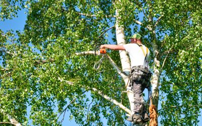 The Benefits of Professional Tree Removal in Tallahassee, FL