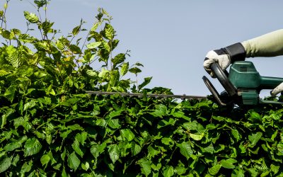 Tree Service in Smyrna, GA: The Growing Need for Comprehensive Solutions for Healthy and Safe Trees