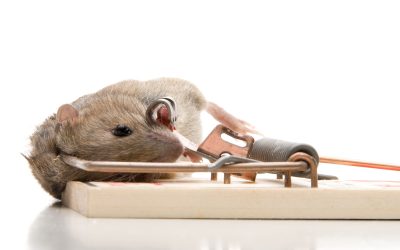 Prevent And Eliminate Infestations With Professional Mice Extermination Services in Naperville, IL