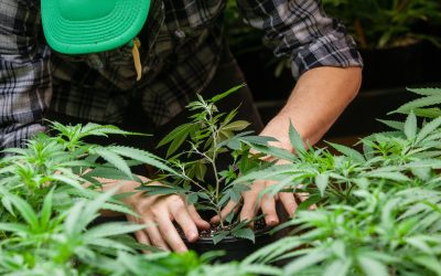 Medical Cannabis in Texas: Unlocking Health Benefits for Patients